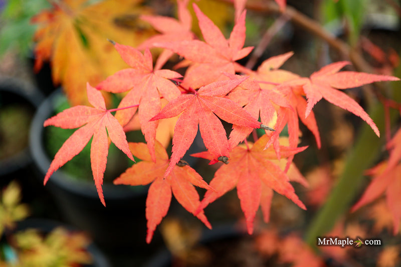 Acer palmatum 'La Diabla' Japanese Maple