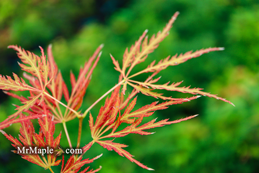 Acer palmatum 'Lady Abbess' Japanese Maple