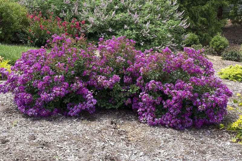 Lagerstroemia inidica 'Congrabel' Bellini® Grape Flowering Crepe Myrtle
