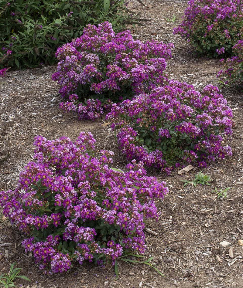 Lagerstroemia inidica 'Congrabel' Bellini® Grape Flowering Crepe Myrtle