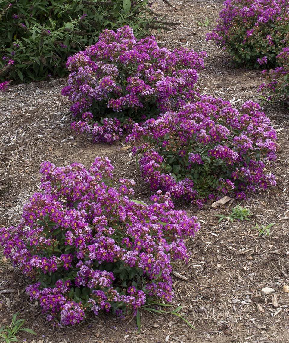 Buy Lagerstroemia Bellini® 'Congrabel' Grape Flowering Crepe Myrtle — Mr  Maple │ Buy Japanese Maple Trees
