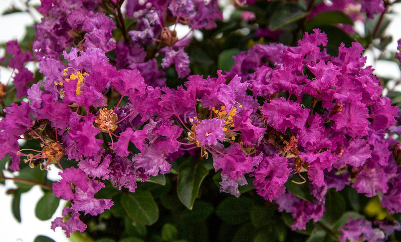 Lagerstroemia inidica 'Congrabel' Bellini® Grape Flowering Crepe Myrtle