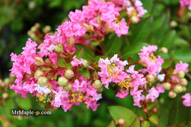 - Lagerstroemia 'Bellini®' Guava Pink Flowering Crepe Myrtle - Mr Maple │ Buy Japanese Maple Trees