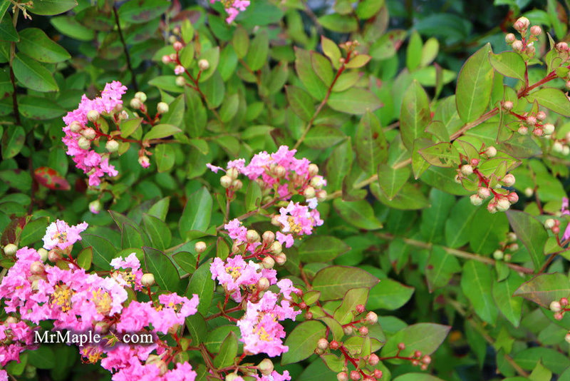 - Lagerstroemia 'Bellini®' Guava Pink Flowering Crepe Myrtle - Mr Maple │ Buy Japanese Maple Trees