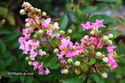 - Lagerstroemia 'Bellini®' Guava Pink Flowering Crepe Myrtle - Mr Maple │ Buy Japanese Maple Trees