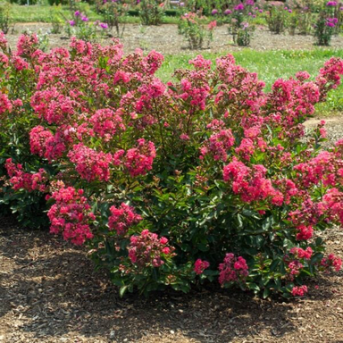 - Lagerstroemia 'Bellini Raspberry®' Pink Flowering - Mr Maple │ Buy Japanese Maple Trees