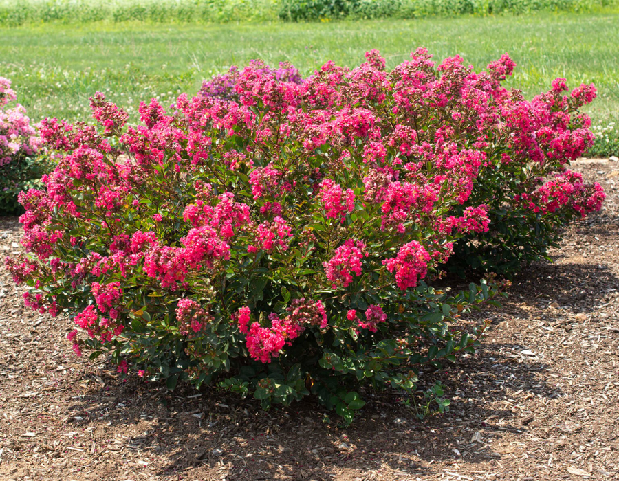 Buy Lagerstroemia 'Bellini Raspberry®' Pink Flowering — Mr Maple │ Buy ...