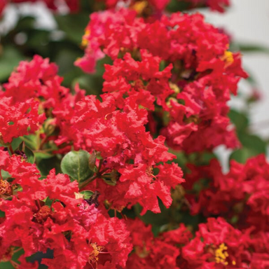 - Lagerstroemia 'Bellini Strawberry®' Red Flowering - Mr Maple │ Buy Japanese Maple Trees