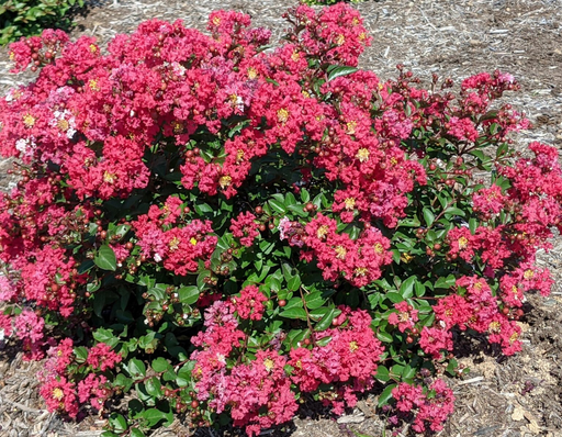 - Lagerstroemia 'Bellini Strawberry®' Red Flowering - Mr Maple │ Buy Japanese Maple Trees