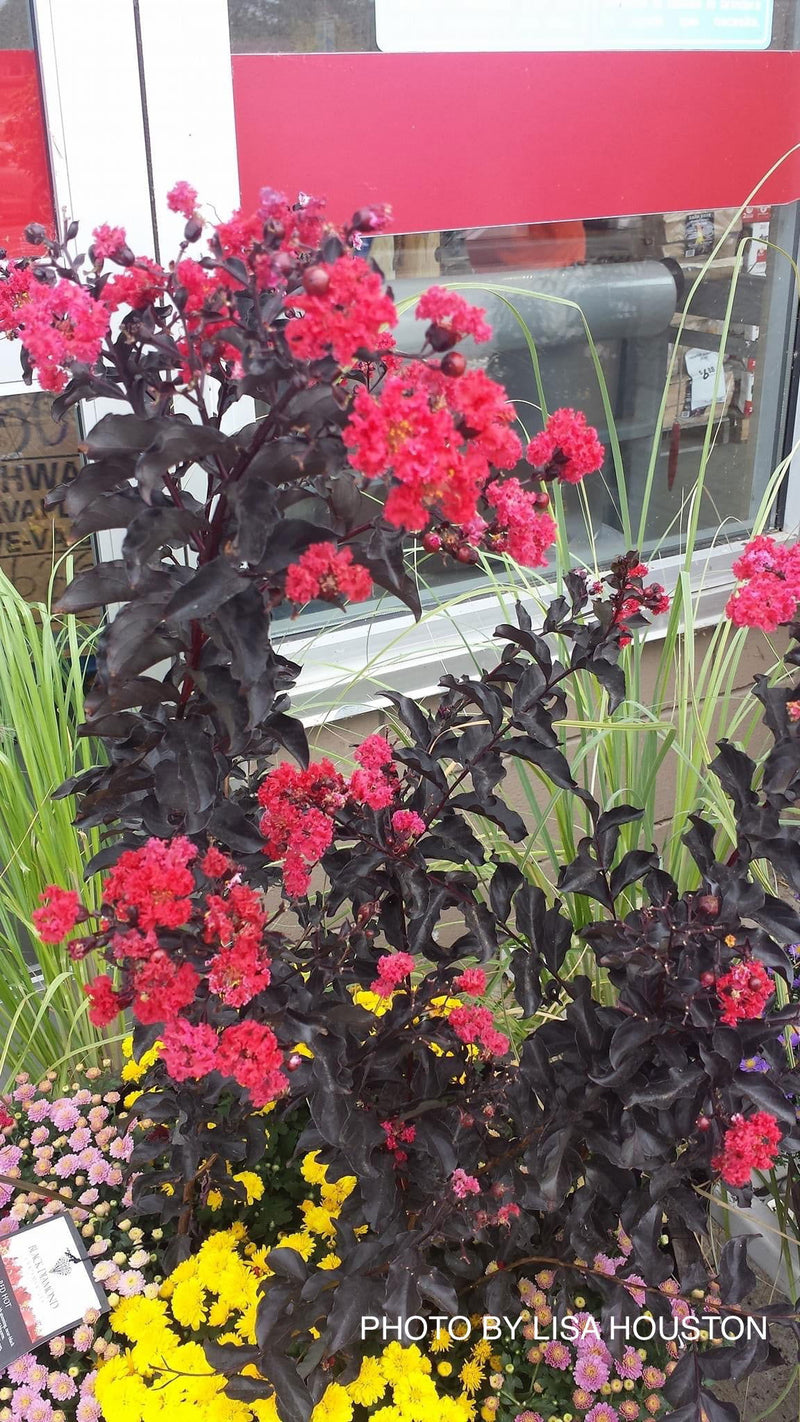 - Lagerstroemia 'Ebony Embers' Red Flowering Crepe Myrtle - Mr Maple │ Buy Japanese Maple Trees