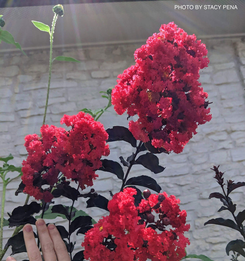 - Lagerstroemia 'Ebony Embers' Red Flowering Crepe Myrtle - Mr Maple │ Buy Japanese Maple Trees