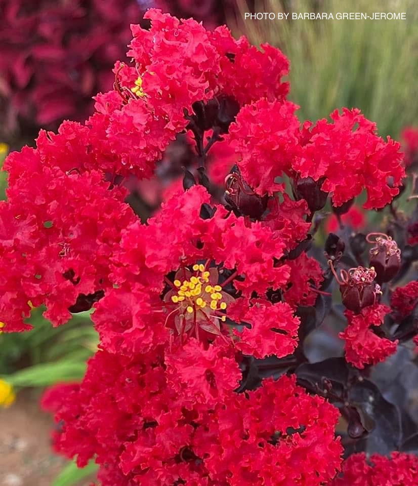 Buy Lagerstroemia 'Ebony Fire' Red Purple Flowering Crepe Myrtle