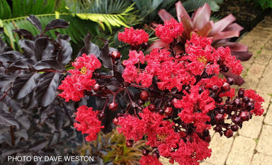 - Lagerstroemia 'Ebony Fire' Red Purple Flowering Crepe Myrtle - Mr Maple │ Buy Japanese Maple Trees