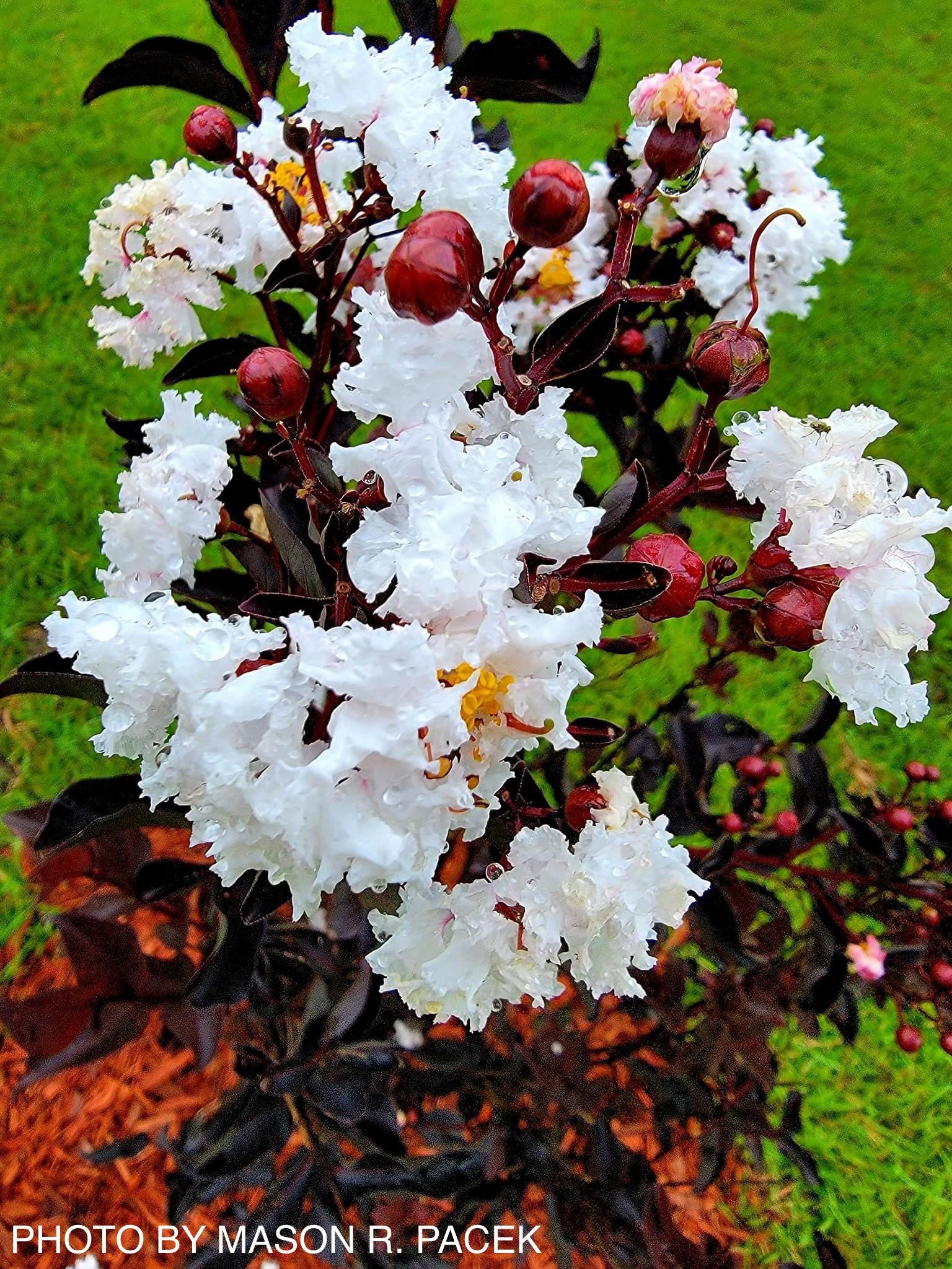 Buy Lagerstroemia 'Ebony and Ivory' White Flowering Crepe Myrtle