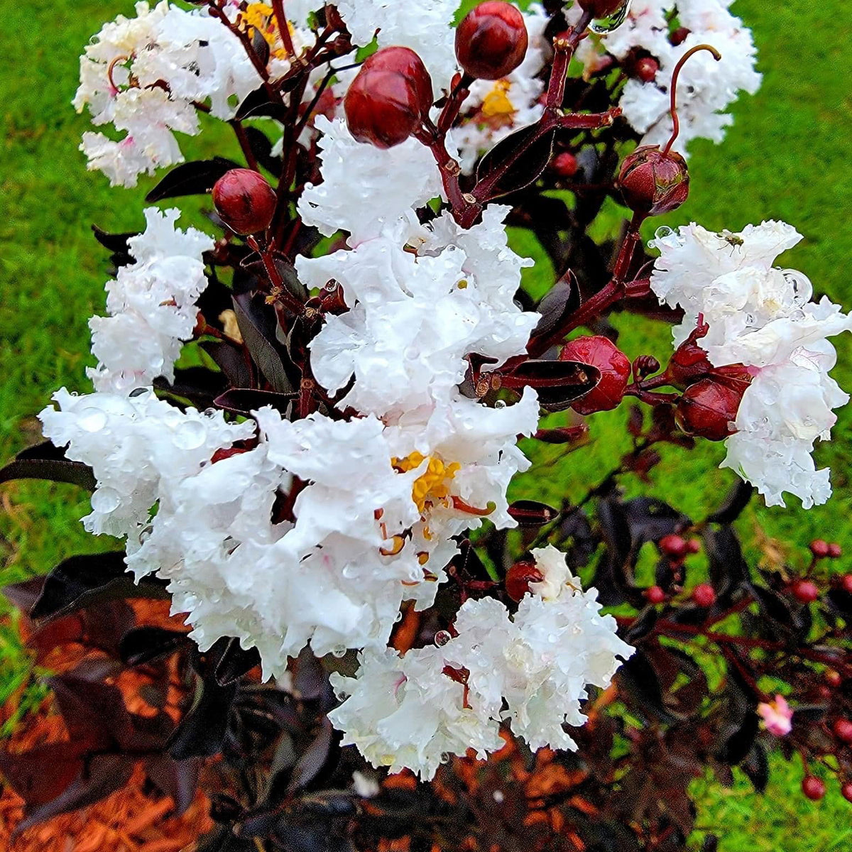 Buy Lagerstroemia 'Ebony and Ivory' White Flowering Crepe Myrtle