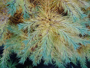 - Larix Kaempferi 'Peve Tunnis' Rare Japanese Larch - Mr Maple │ Buy Japanese Maple Trees