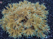 - Larix Kaempferi 'Peve Tunnis' Rare Japanese Larch - Mr Maple │ Buy Japanese Maple Trees