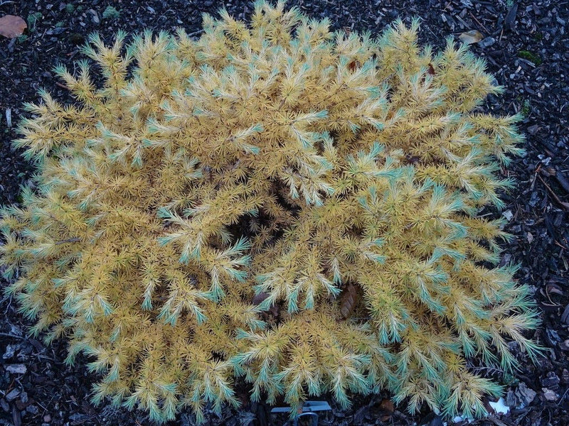 - Larix Kaempferi 'Peve Tunnis' Rare Japanese Larch - Mr Maple │ Buy Japanese Maple Trees