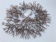 - Larix Kaempferi 'Peve Tunnis' Rare Japanese Larch - Mr Maple │ Buy Japanese Maple Trees