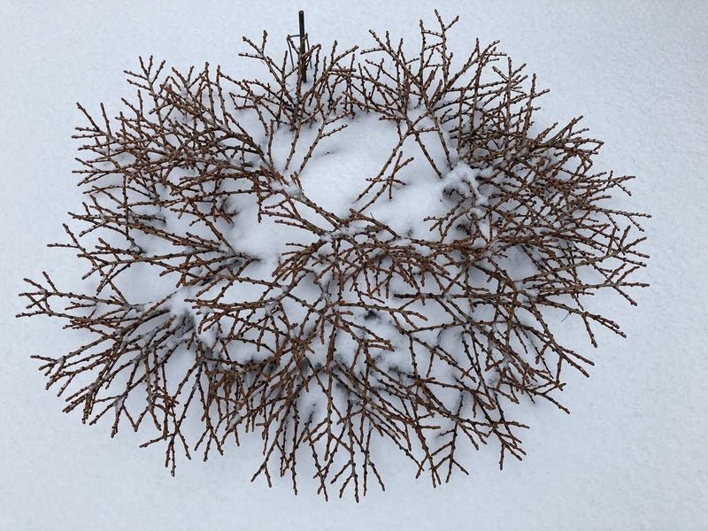 - Larix Kaempferi 'Peve Tunnis' Rare Japanese Larch - Mr Maple │ Buy Japanese Maple Trees