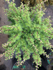 - Larix kaempferi 'Twisted Sister' Rare Japanese Larch - Mr Maple │ Buy Japanese Maple Trees