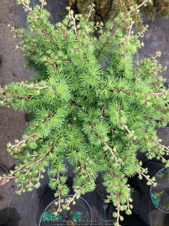 - Larix kaempferi 'Twisted Sister' Rare Japanese Larch - Mr Maple │ Buy Japanese Maple Trees