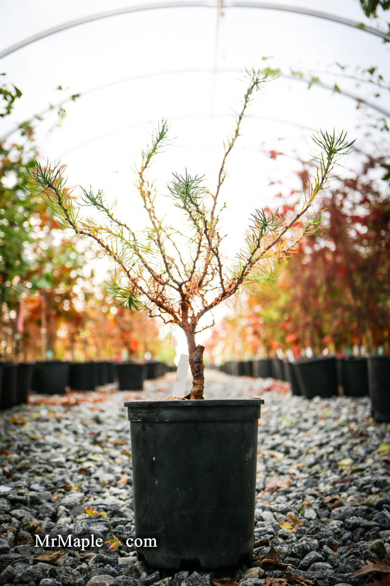 - Larix kaempferi 'Twisted Sister' Rare Japanese Larch - Mr Maple │ Buy Japanese Maple Trees