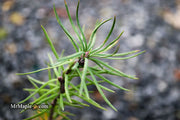 - Larix kaempferi 'Twisted Sister' Rare Japanese Larch - Mr Maple │ Buy Japanese Maple Trees