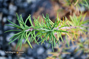 - Larix kaempferi 'Twisted Sister' Rare Japanese Larch - Mr Maple │ Buy Japanese Maple Trees