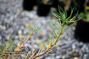 - Larix kaempferi 'Twisted Sister' Rare Japanese Larch - Mr Maple │ Buy Japanese Maple Trees