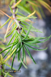 - Larix kaempferi 'Twisted Sister' Rare Japanese Larch - Mr Maple │ Buy Japanese Maple Trees