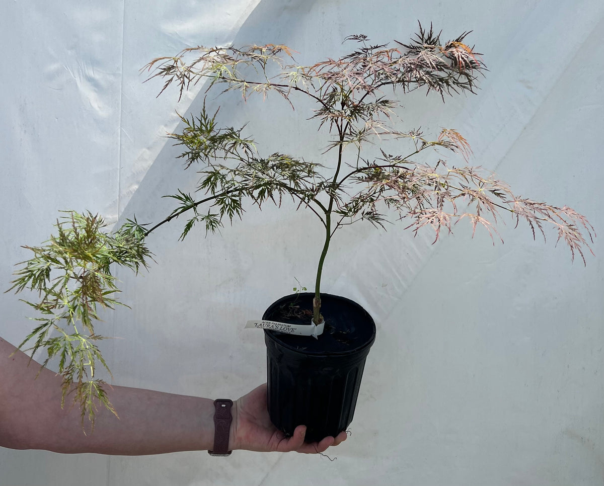 Buy Acer palmatum 'Laura's Love' Japanese Maple — Mr Maple │ Buy