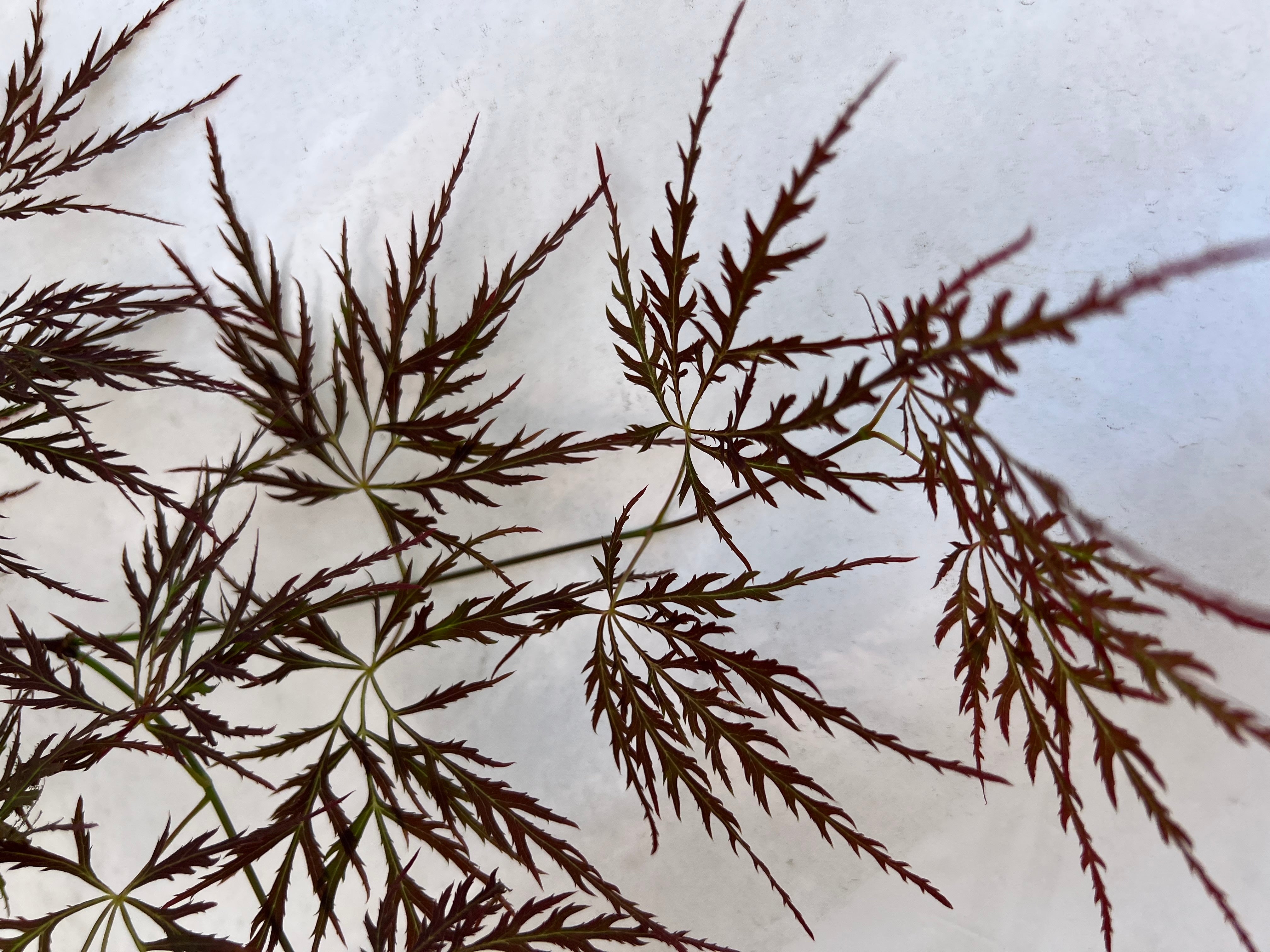 Buy Acer palmatum 'Laura's Love' Japanese Maple — Mr Maple │ Buy