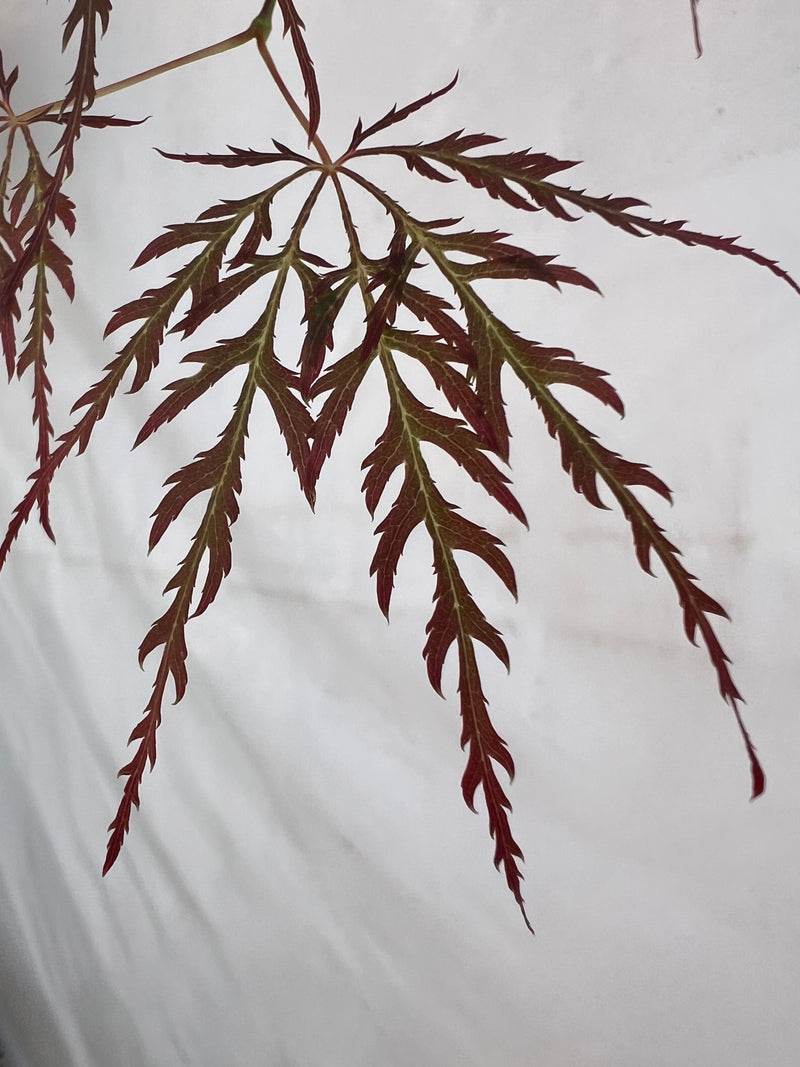 Acer palmatum 'Laura's Love' Japanese Maple