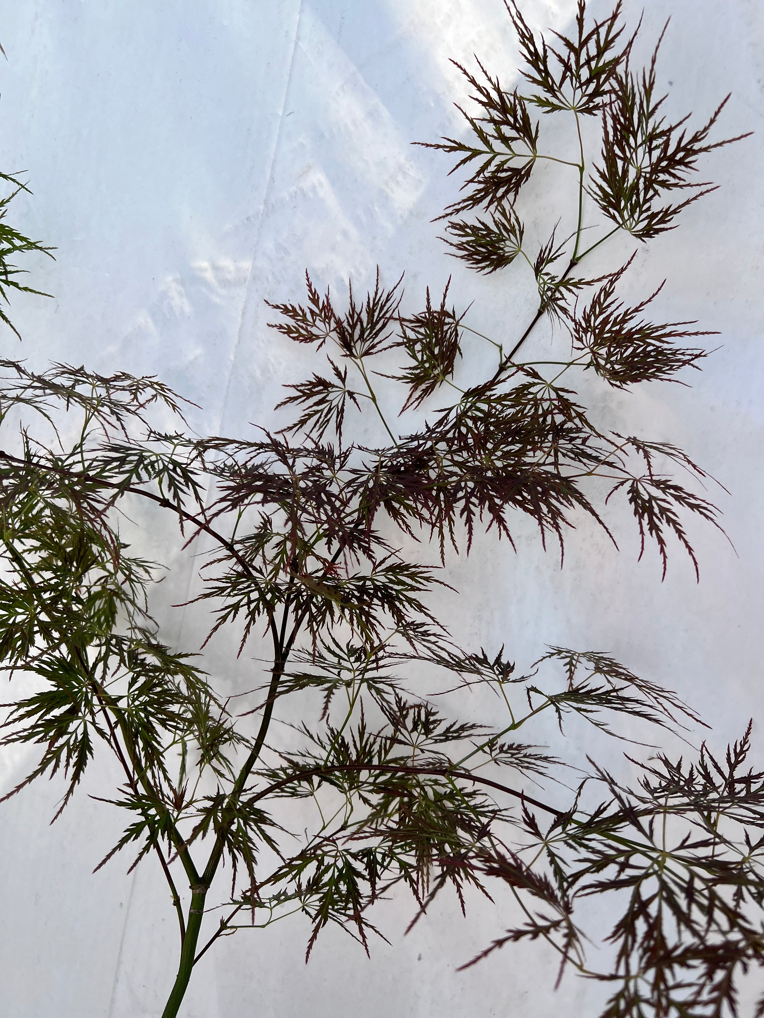 Buy Acer palmatum 'Laura's Love' Japanese Maple — Mr Maple │ Buy