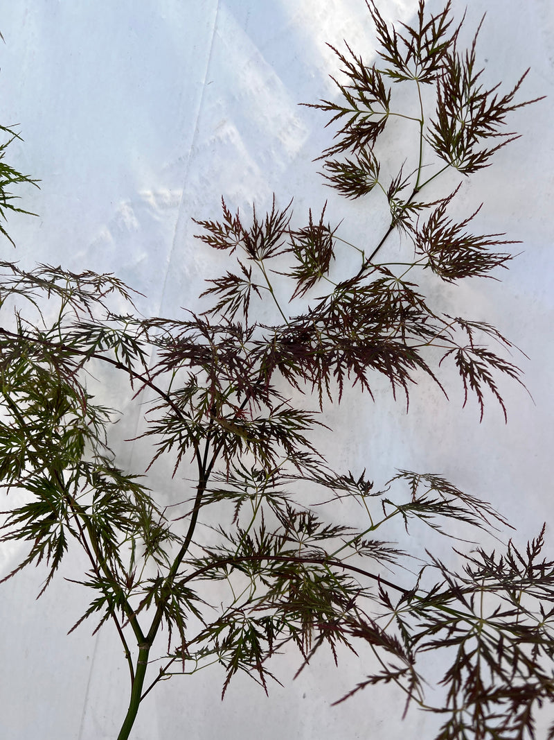 Acer palmatum 'Laura's Love' Japanese Maple