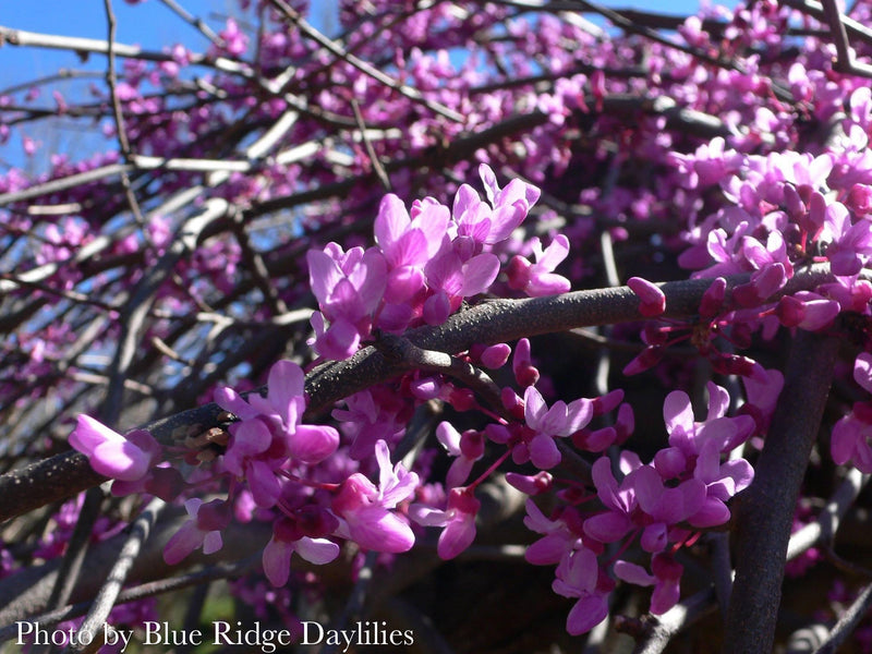 Cercis canadensis ‘Lavender Twist®’ Eastern Redbud Tree
