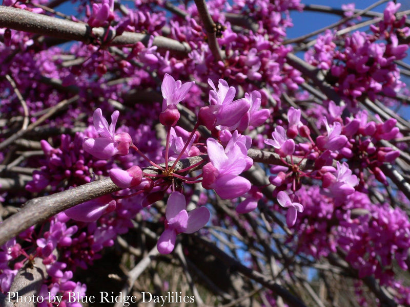 Cercis canadensis ‘Lavender Twist®’ Eastern Redbud Tree