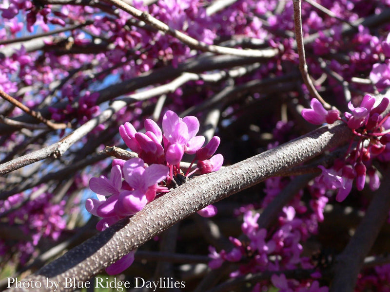 Cercis canadensis ‘Lavender Twist®’ Eastern Redbud Tree
