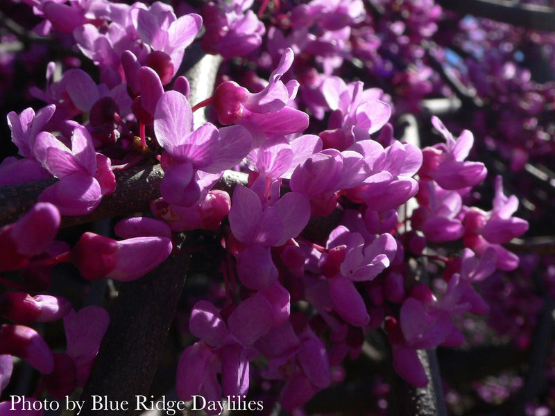 Cercis canadensis ‘Lavender Twist®’ Eastern Redbud Tree