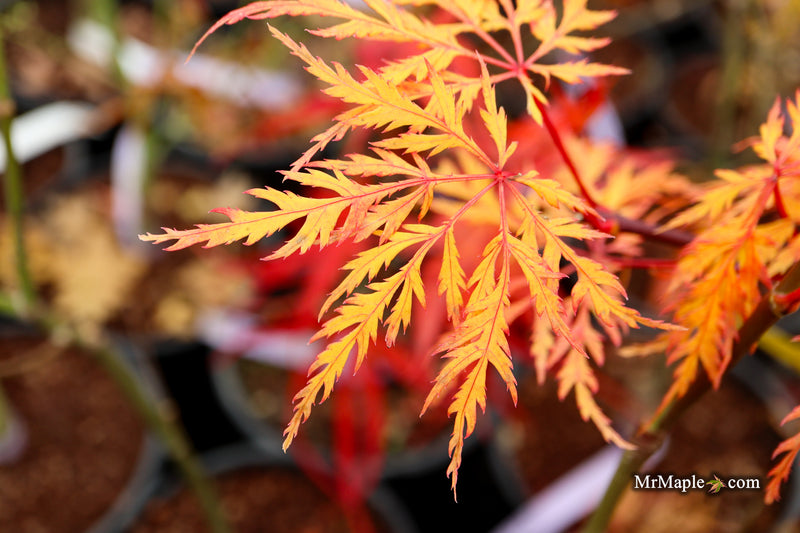 Acer palmatum 'Lemon Chiffon' Weeping Japanese Maple