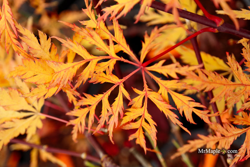 Acer palmatum 'Lemon Chiffon' Weeping Japanese Maple