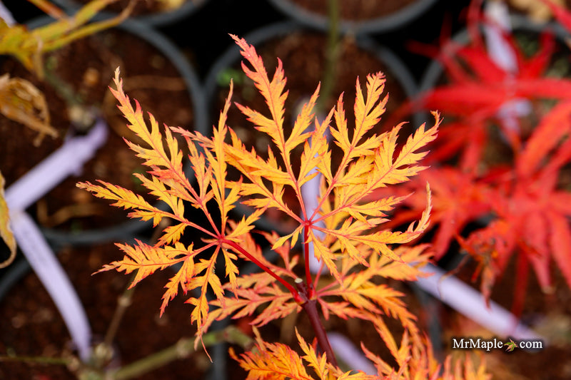 Acer palmatum 'Lemon Chiffon' Weeping Japanese Maple