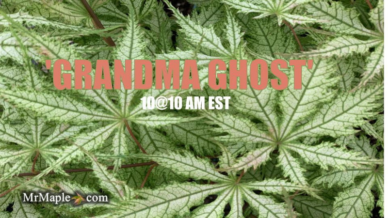 - Acer palmatum 'Grandma Ghost' Japanese Maple - Mr Maple │ Buy Japanese Maple Trees