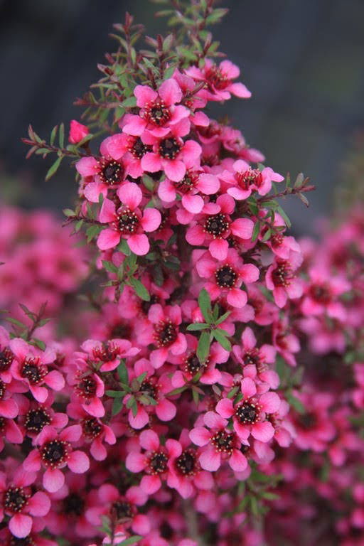 '- Leptospermum scoparium 'Kiwi' New Zealand Tea Tree - Mr Maple │ Buy Japanese Maple Trees