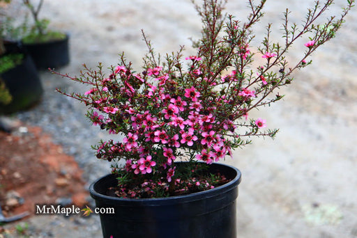 '- Leptospermum scoparium 'Kiwi' New Zealand Tea Tree - Mr Maple │ Buy Japanese Maple Trees