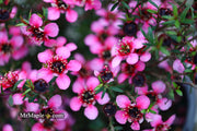 - Leptospermum scoparium 'Kiwi' New Zealand Tea Tree - Mr Maple │ Buy Japanese Maple Trees