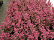 - Leptospermum scoparium 'Kiwi' New Zealand Tea Tree - Mr Maple │ Buy Japanese Maple Trees
