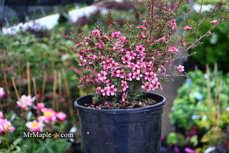 - Leptospermum scoparium 'Kiwi' New Zealand Tea Tree - Mr Maple │ Buy Japanese Maple Trees
