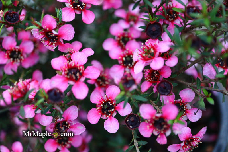 - Leptospermum scoparium 'Kiwi' New Zealand Tea Tree - Mr Maple │ Buy Japanese Maple Trees